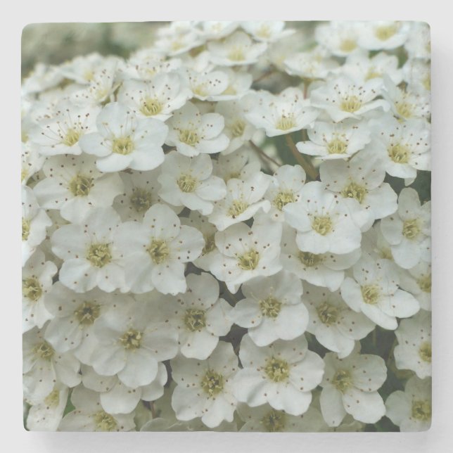 Dessous-de-verre En Pierre Spirea Arguta (Devant)