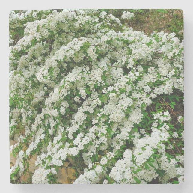 Dessous-de-verre En Pierre Spirea Arguta (Devant)