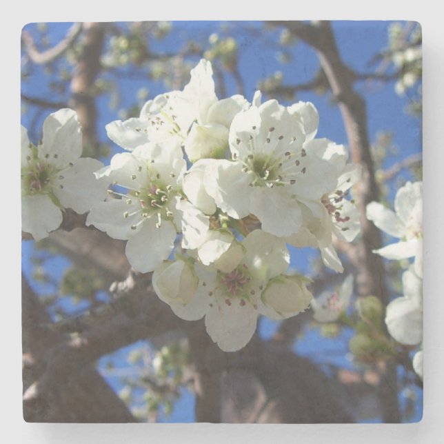 Dessous-de-verre En Pierre Spring Flowering Pear Tree (Devant)