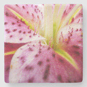 Dessous-de-verre En Pierre Stargazer Lily brillant Magenta Floral