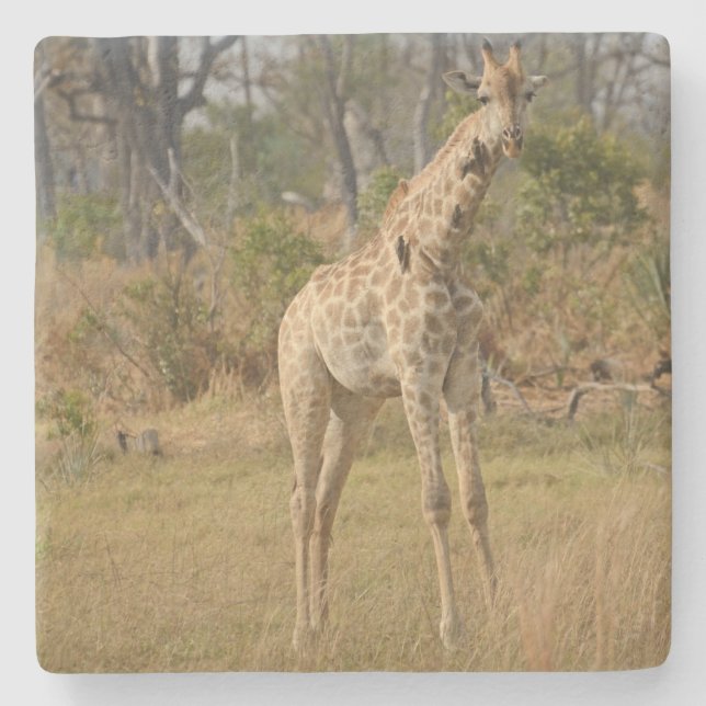 Dessous-de-verre En Pierre Stately Giraffe. (Devant)