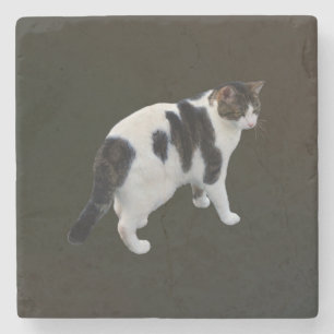 Dessous-de-verre En Pierre Tabby Blanc Avec Patches Sombres