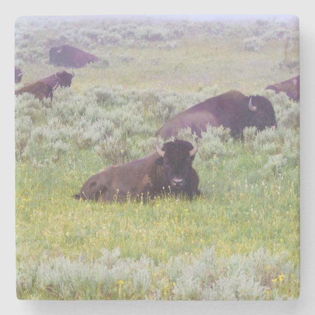 Dessous-de-verre En Pierre Tapis roulant de bison (Devant)