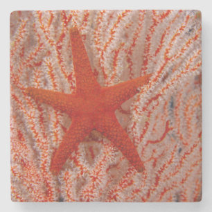 Dessous-de-verre En Pierre Thaïlande Sea Star Aka Starfish