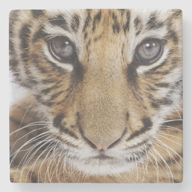 Dessous-de-verre En Pierre Tigre CUB (Devant)