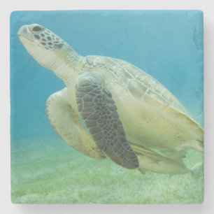 Dessous-de-verre En Pierre Tortue