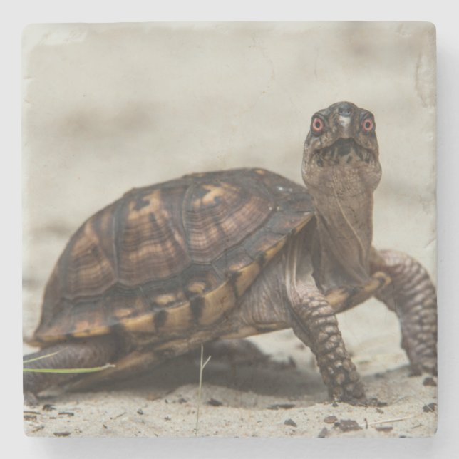 Dessous-de-verre En Pierre Tortue boîte commune (Devant)