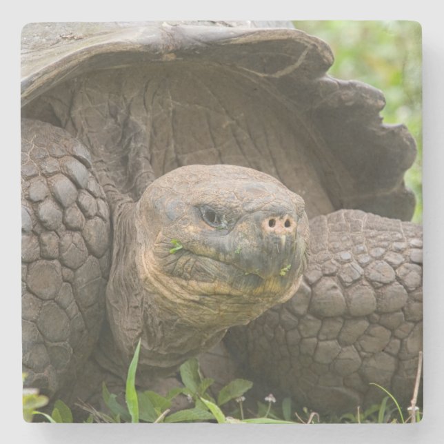 Dessous-de-verre En Pierre Tortue géante (Devant)