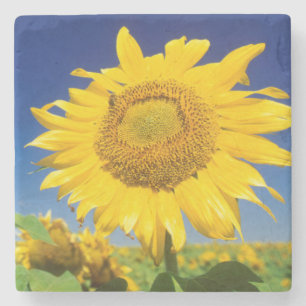 Dessous-de-verre En Pierre Tournesols (Helianthus Annuus), près de Senekal