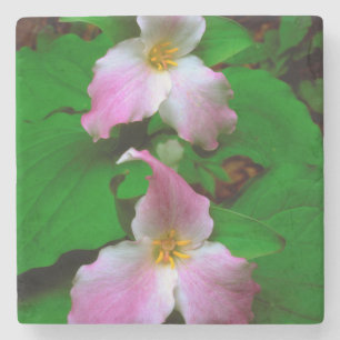 Dessous-de-verre En Pierre Trillium fleur sauvage