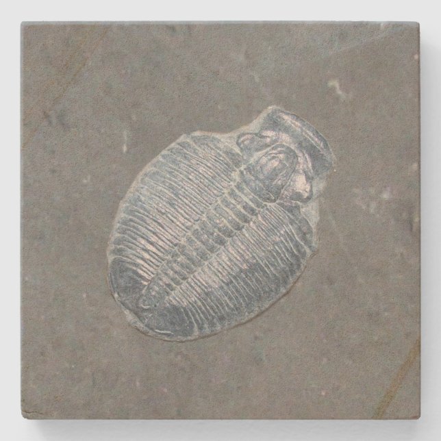 Dessous-de-verre En Pierre Trilobite Fossil (Devant)