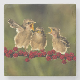 Dessous-de-verre En Pierre Trois oiseaux de Schach de Lanius de bébé