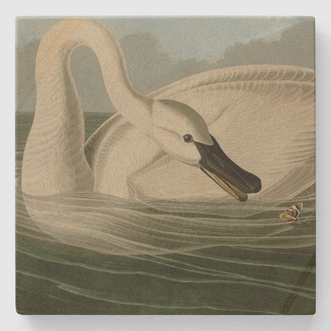 Dessous-de-verre En Pierre Trumpeter Swan (Devant)
