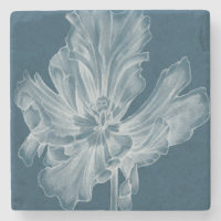 Tulipe monochrome II