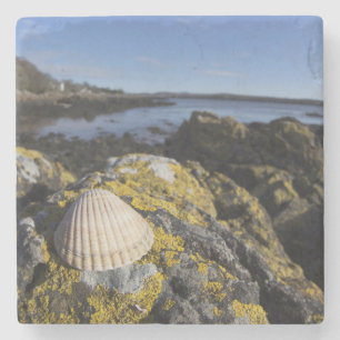 Dessous-de-verre En Pierre Un coquillage se repose sur une roche   Dumfries,