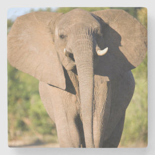 Dessous-de-verre En Pierre Un éléphant d'Afrique (Loxodonta Africana) marche