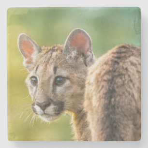 Dessous-de-verre En Pierre Un jeune cougar américain en pleine nature