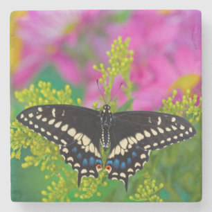 Dessous-de-verre En Pierre Un papillon Machaon se pose