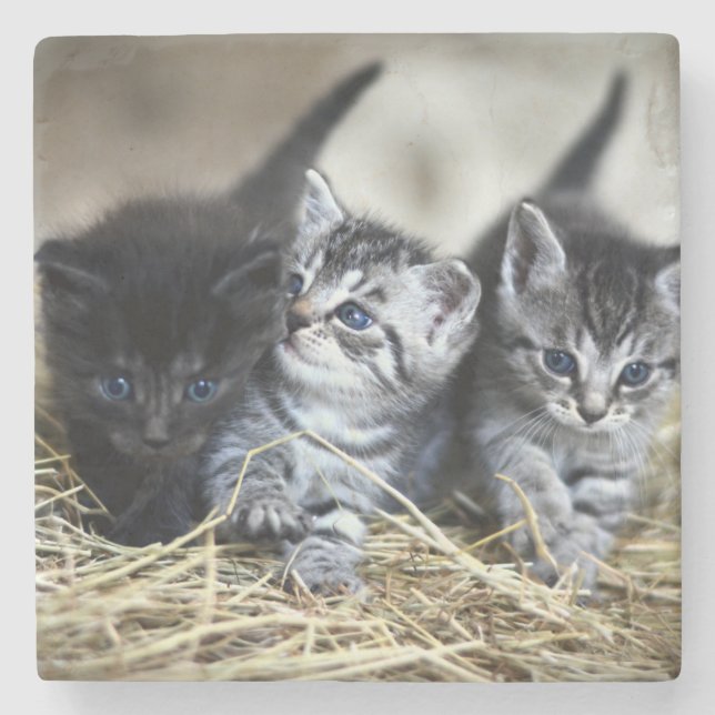 Dessous-de-verre En Pierre Un trio de chatons nessonnés ensemble (Devant)