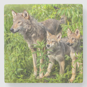 Dessous-de-verre En Pierre USA, Minnesota, Sandstone, Minnesota Wildlife