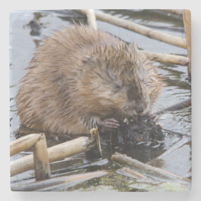 Dessous-de-verre En Pierre USA, Nebraska. Beaver (Devant)