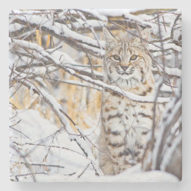 Dessous-de-verre En Pierre USA, Wyoming, Bobcat (Devant)