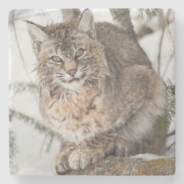 Dessous-de-verre En Pierre USA, Wyoming, Parc national de Yellowstone, Bobcat (Devant)