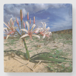 Dessous-de-verre En Pierre Vlei Lily (Nerine Laticoma) en fleurs