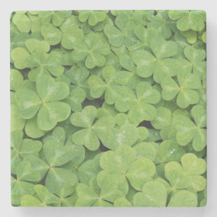 Dessous-de-verre En Pierre Vue d'Oxalis Oregana feuillage d'oseille des bois