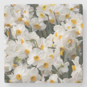 Dessous-de-verre En Pierre WA, vallée de Skagit, motif de jonquilles