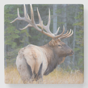 Dessous-de-verre En Pierre Wapiti mâle des montagnes Rocheuses