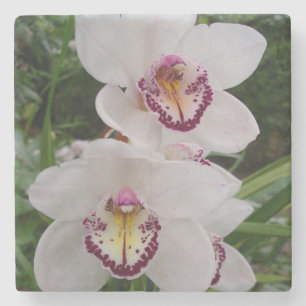 Dessous-de-verre En Pierre White Orchids Beautiful Tropical Flowers