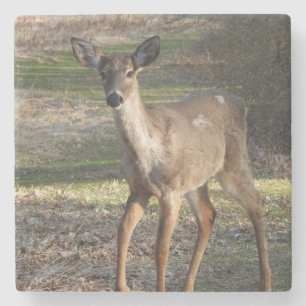 Dessous-de-verre En Pierre White Tail Deer proche