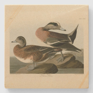 Dessous-de-verre En Pierre Widgeon américain des oiseaux d'Amérique d'Audubon