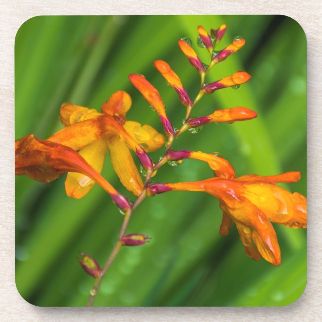Dessous de verre en plastique durs de fleur orange (Devant)
