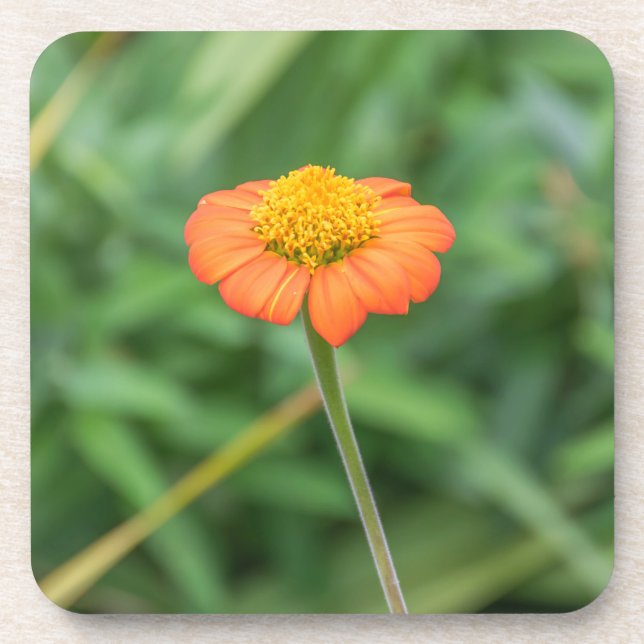 Dessous de verre en plastique durs de marguerite (Devant)