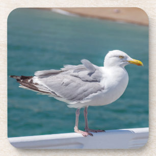 Dessous de verre en plastique durs de mouette