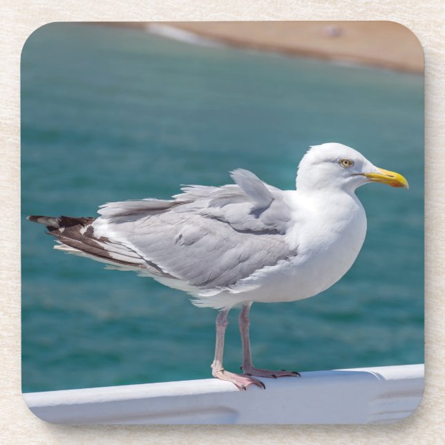 Dessous de verre en plastique durs de mouette (Devant)