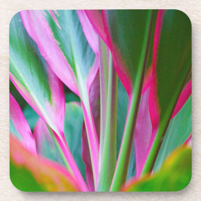 Dessous de verre en plastique durs de plante (Devant)