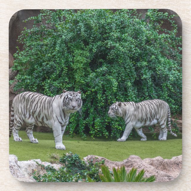 Dessous de verre en plastique durs de tigres (Devant)