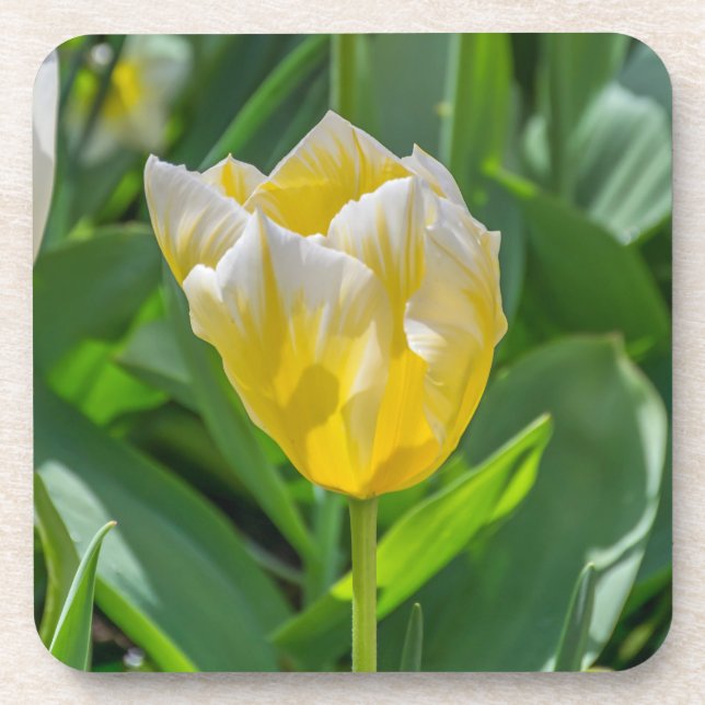Dessous de verre en plastique durs de tulipe jaune (Devant)