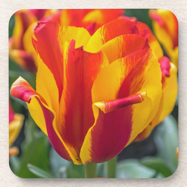 Dessous de verre en plastique durs de tulipes de (Devant)
