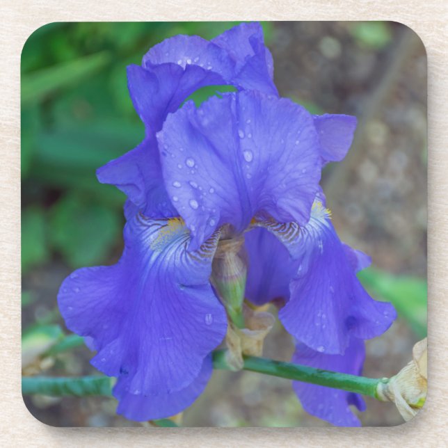 Dessous de verre en plastique durs d'iris bleu (Devant)