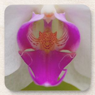Dessous de verre en plastique durs d'orchidée