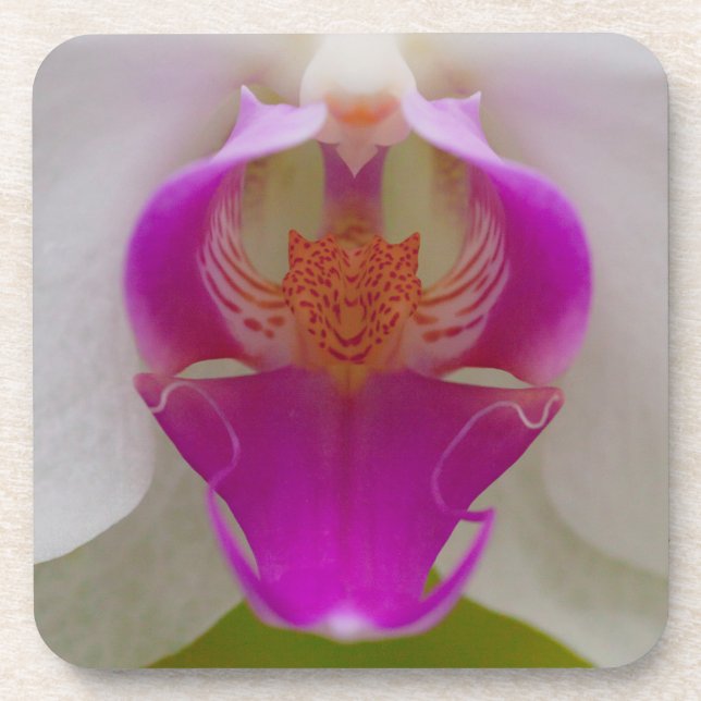 Dessous de verre en plastique durs d'orchidée (Devant)