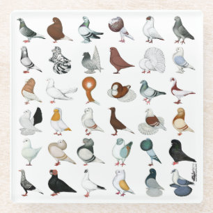 Dessous-de-verre En Verre 36 races de pigeon