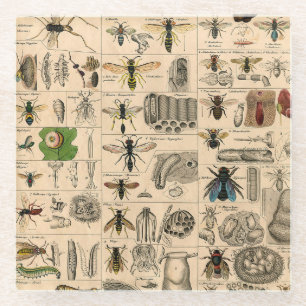 Dessous-de-verre En Verre Abeille Insecte Bug Wasp Nature Peinture des abeil