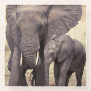 Dessous-de-verre En Verre Afrique, Tanzanie, Parc national de Tarangire