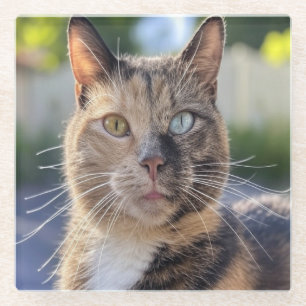 Dessous-de-verre En Verre Ajouter une Personnaliser photo de chat