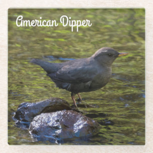 Dessous-de-verre En Verre American Dipper